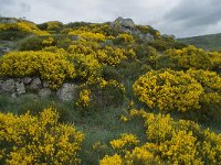 F, Lozere, Fraissinet-de-Lozere 2, Saxifraga-Willem van Kruijsbergen